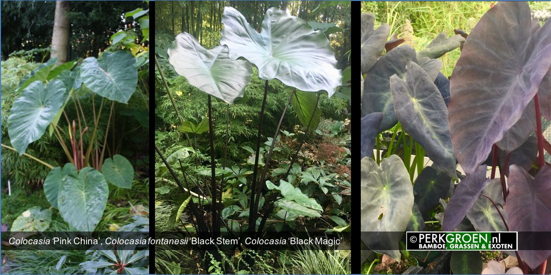 Colocasia Pink China Colocasia fontanesii Black Stem Colocasia Black Magic